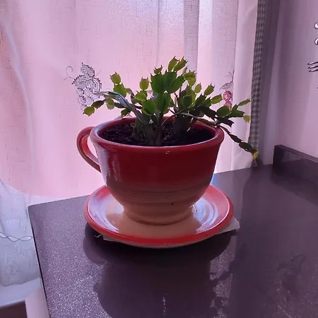 Turístico En El Centro De Apartamento *